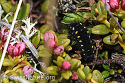Foto: Alpen-Widderchen (Zygaena exulans, Raupe) auf Alpenazalee (Loiseleuria procumbens)
