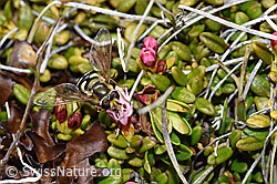 F241805: Mondfleck-Feldschwebfliege (Eupeodes luniger) auf Alpenazalee (Loiseleuria procumbens)