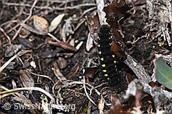 Foto: Alpen-Widderchen (Zygaena exulans, Raupe) an Isländisch Moos (Cetraria islandica)