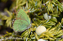 F241846: Brombeer-Zipfelfalter (Callophrys rubi)