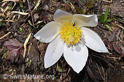 F241848: Frühlings-Anemonen (Pulsatilla vernalis)