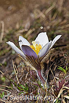 F241855: Frühlings-Anemonen (Pulsatilla vernalis)
