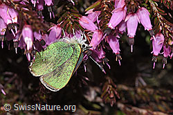 Brombeer-Zipfelfalter (Callophrys rubi) auf Erika (Erica carnea) (F241866) Brombeer-Zipfelfalter (Callophrys rubi) auf Erika (Erica carnea) (F241866)