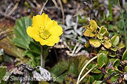F241892: Gemeine Berg-Nelkenwurz (Geum montanum)