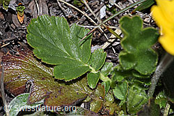F241894: Gemeine Berg-Nelkenwurz (Geum montanum)