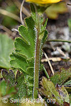 F241895: Gemeine Berg-Nelkenwurz (Geum montanum)