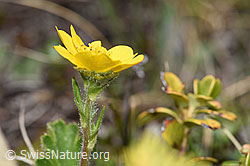 F241897: Gemeine Berg-Nelkenwurz (Geum montanum)