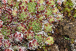 F241942: Spinnweb-Hauswurz (Sempervivum arachnoideum)
