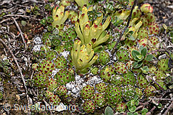 F241948: Spinnweb-Hauswurz (Sempervivum arachnoideum)