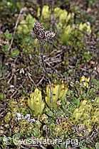F241953: Spinnweb-Hauswurz (Sempervivum arachnoideum)