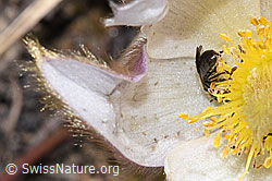 F241957: Dunkelgrüne Schmalbiene (Lasioglossum morio) auf Frühlings-Anemonen (Pulsatilla vernalis)