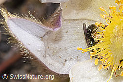 F241958: Dunkelgrüne Schmalbiene (Lasioglossum morio) auf Frühlings-Anemonen (Pulsatilla vernalis)