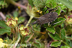 Dicranocephalus medius (Wolfsmilchwanze) (F241973)