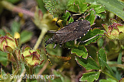 Dicranocephalus medius (Wolfsmilchwanze) (F241974)