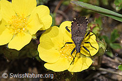 Dicranocephalus medius (Wolfsmilchwanze) (F241977)