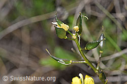 Foto: Immergrünes Felsenblümchen (Draba aizoides)