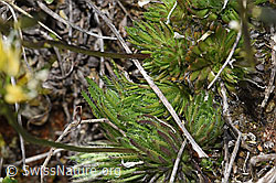 Foto: Immergrünes Felsenblümchen (Draba aizoides)