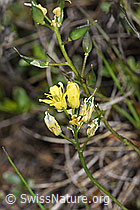 Foto: Immergrünes Felsenblümchen (Draba aizoides)