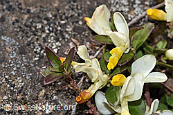 Buchsblättrige Kreuzblume (Polygala Chamaebuxus) (F242023) Buchsblättrige Kreuzblume (Polygala Chamaebuxus) (F242023)