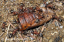 Foto: Blutrote Raubameisen (Formica sanguinea)