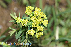 Zypressen-Wolfsmilch (Euphorbia cyparissias) (F242063) Zypressen-Wolfsmilch (Euphorbia cyparissias) (F242063)