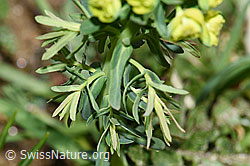 Zypressen-Wolfsmilch (Euphorbia cyparissias) (F242065) Zypressen-Wolfsmilch (Euphorbia cyparissias) (F242065)