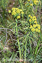 Zypressen-Wolfsmilch (Euphorbia cyparissias) (F242068) Zypressen-Wolfsmilch (Euphorbia cyparissias) (F242068)