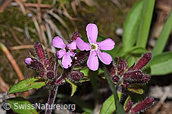 F242092: Rotes Seifenkraut (Saponaria ocymoides)