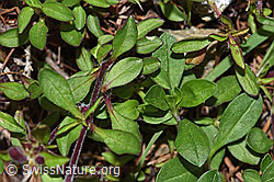 F242094: Rotes Seifenkraut (Saponaria ocymoides)