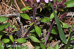 F242095: Rotes Seifenkraut (Saponaria ocymoides)