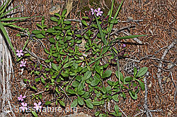 F242097: Rotes Seifenkraut (Saponaria ocymoides)