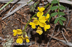 F242099: Schopfiger Hufeisenklee (Hippocrepis comosa)