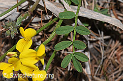 F242101: Schopfiger Hufeisenklee (Hippocrepis comosa)