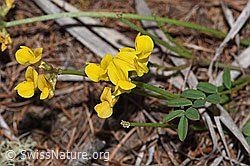 F242103: Schopfiger Hufeisenklee (Hippocrepis comosa)