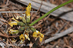 F242104: Schopfiger Hufeisenklee (Hippocrepis comosa)