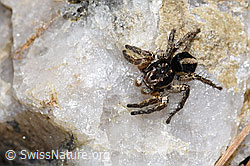 V-Fleck-Springspinne (Aelurillus v-insignitus) (F242107) V-Fleck-Springspinne (Aelurillus v-insignitus) (F242107)