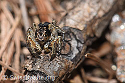 V-Fleck-Springspinne (Aelurillus v-insignitus) (F242116) V-Fleck-Springspinne (Aelurillus v-insignitus) (F242116)