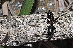 F242140: Braunschwarze Rossameise (Camponotus ligniperda)
