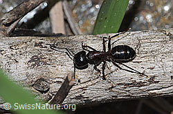 F242141: Braunschwarze Rossameise (Camponotus ligniperda)