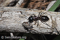 F242142: Braunschwarze Rossameise (Camponotus ligniperda)