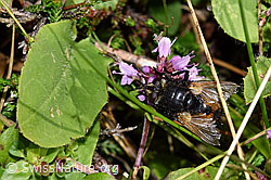 Foto: Nowickia ferox (Raupenfliege) auf Blume