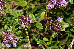 Foto: Nowickia ferox (Raupenfliege) auf Blume