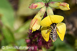 Gewöhnliche Goldfurchenbiene (Halictus tumulorum) auf Gewöhnlichem Hornklee (Lotus corniculatus) (F253150) Gewöhnliche Goldfurchenbiene (Halictus tumulorum) auf Gewöhnlichem Hornklee (Lotus corniculatus) (F253150)