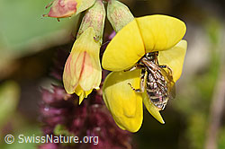 Gewöhnliche Goldfurchenbiene (Halictus tumulorum) auf Gewöhnlichem Hornklee (Lotus corniculatus) (F253153) Gewöhnliche Goldfurchenbiene (Halictus tumulorum) auf Gewöhnlichem Hornklee (Lotus corniculatus) (F253153)