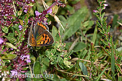 Kleiner Feuerfalter (Lycaena phlaeas) auf Arznei-Thymian (Thymus pulegioides) (F253161) Kleiner Feuerfalter (Lycaena phlaeas) auf Arznei-Thymian (Thymus pulegioides) (F253161)