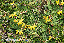 Gewöhnlicher Hornklee (Lotus corniculatus) (F253165) Gewöhnlicher Hornklee (Lotus corniculatus) (F253165)