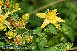 Geflecktes Johanniskraut (Hypericum maculatum) (F253175) Geflecktes Johanniskraut (Hypericum maculatum) (F253175)