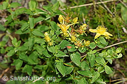 Geflecktes Johanniskraut (Hypericum maculatum) (F253176) Geflecktes Johanniskraut (Hypericum maculatum) (F253176)