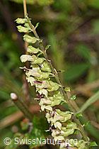 F253185: Salbeiblättriger Gamander (Teucrium scorodonia)