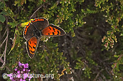 Kleiner Feuerfalter (Lycaena phlaeas) auf Gewöhnlichem Hornklee (Lotus corniculatus) (F253186) Kleiner Feuerfalter (Lycaena phlaeas) auf Gewöhnlichem Hornklee (Lotus corniculatus) (F253186)